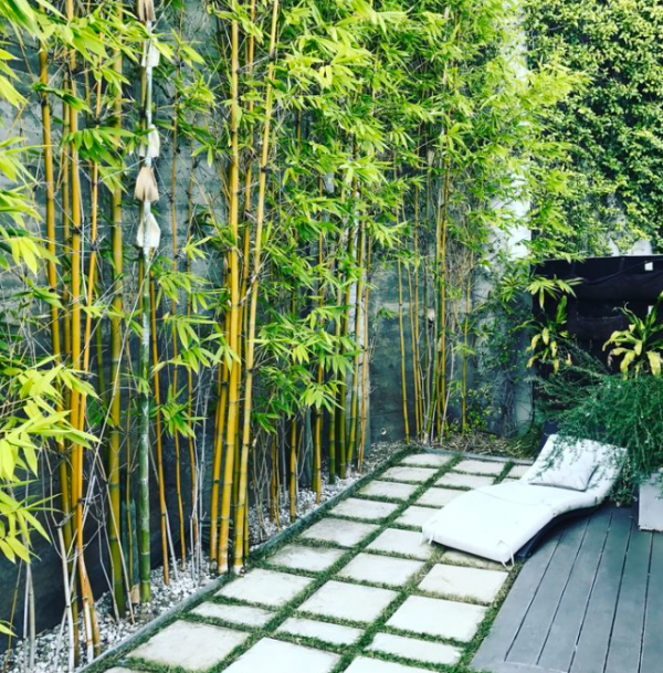 Taman Bamboo yang Menenangkan